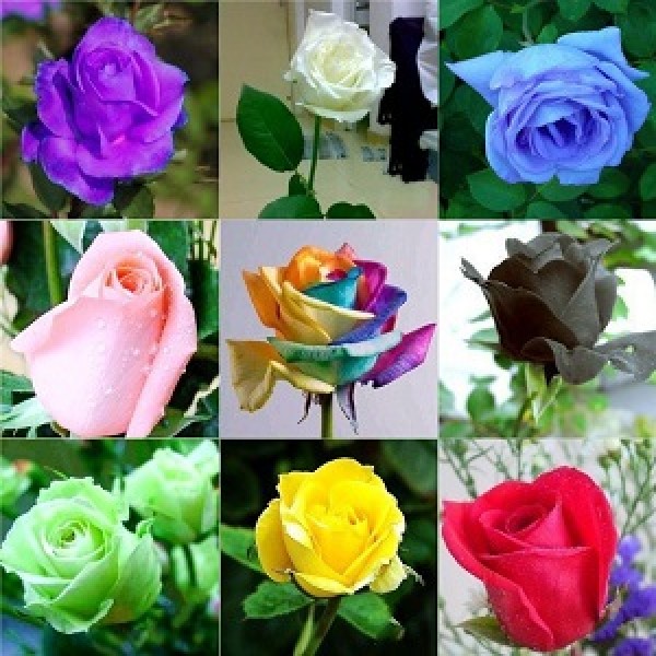All Rose Seeds Pack - Pack of 15 Varieties